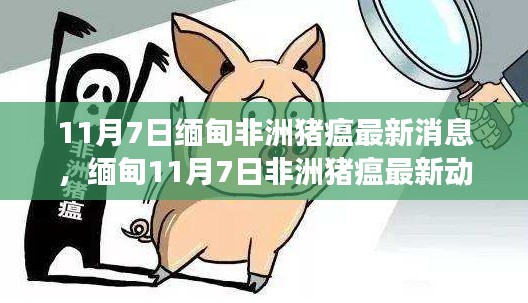 缅甸非洲猪瘟最新动态,背景、进展与影响(11月7日更新)