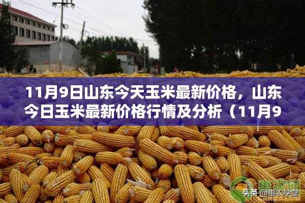 山东今日玉米最新价格行情解析(最新更新,11月9日)