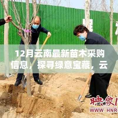 云南十二月绿意宝藏探寻,最新苗木采购信息与自然美景的邂逅