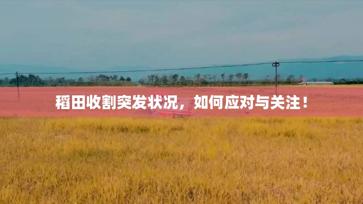 稻田收割突发状况,如何应对与关注!