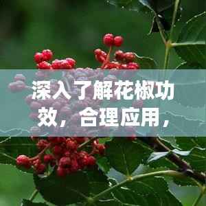 深入了解花椒功效，合理应用，健康生活新选择！